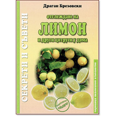 Отглеждане на лимон и други цитруси у до