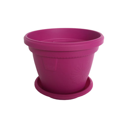 Саксия Гербер ф20 циклама с подл-ка Саксия Гербер ф20 циклама с подл-ка