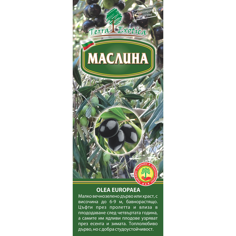 Корен Маслина в кутия Корен Маслина в кутия