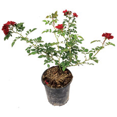 ГРАДИНСКА РОЗА 2л КОНТЕЙНЕР MIX ГРАДИНСКА РОЗА 2л КОНТЕЙНЕР MIX