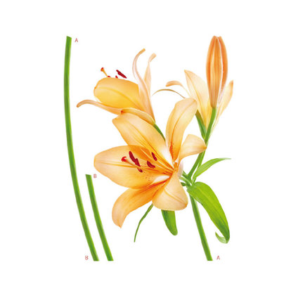 СТИКЕРИ A&G 65X85СМ 1Ч ЛИЛИУМ СТИКЕРИ A&G 65X85СМ 1Ч ЛИЛИУМ