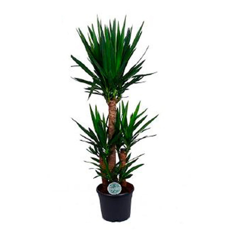 ЮКА Ф24CM H125CM ЮКА Ф24CM H125CM