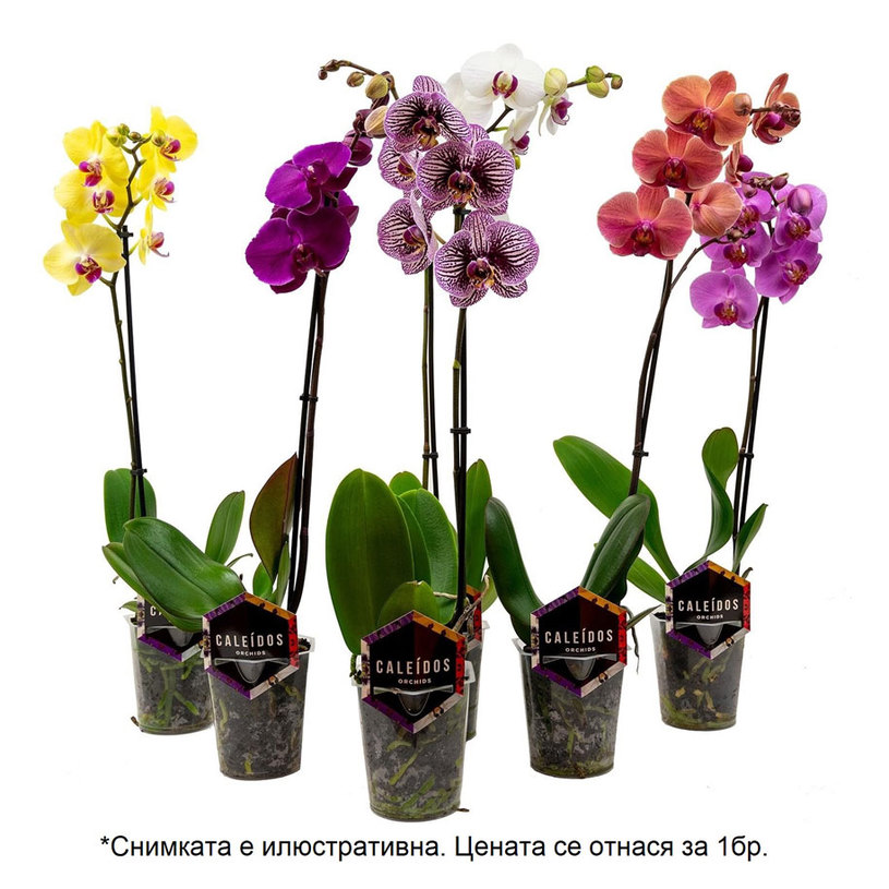 ОРХИДЕЯ ФАЛЕНОПСИС 1СТ.Ф12CM H60CM MIX ОРХИДЕЯ ФАЛЕНОПСИС 1СТ.Ф12CM H60CM MIX