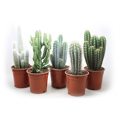 КАКТУС КАКТУС