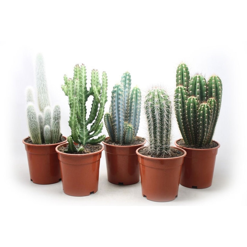 КАКТУС MIX Ф17СМ H:40CM КАКТУС MIX Ф17СМ H:40CM