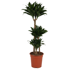 ДРАЦЕНА COMPACTA Ф21CM H:95CM ДРАЦЕНА COMPACTA Ф21CM H:95CM