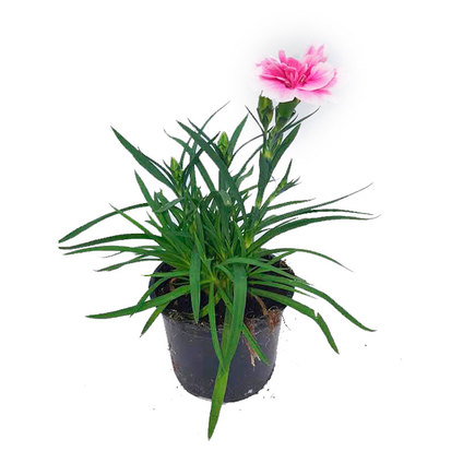 *&КАРАМФИЛ Ф10.5 cm *&КАРАМФИЛ Ф10.5 cm