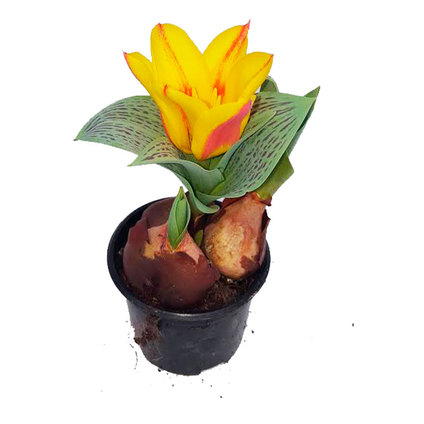 ЛАЛЕ 3 ЛУКОВИЦИ Ф10.5см ЛАЛЕ 3 ЛУКОВИЦИ Ф10.5см