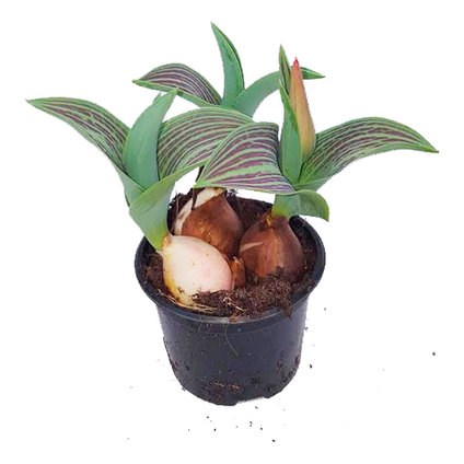 ЛАЛЕ 3 ЛУКОВИЦИ Ф10.5см ЛАЛЕ 3 ЛУКОВИЦИ Ф10.5см