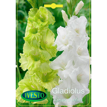 ЛУКОВИЦИ ГЛАДИОЛА GREEN&WHITE ЛУКОВИЦИ ГЛАДИОЛА GREEN&WHITE