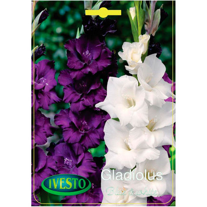 ЛУКОВИЦИ ГЛАДИОЛА BLUE&WHITE ЛУКОВИЦИ ГЛАДИОЛА BLUE&WHITE