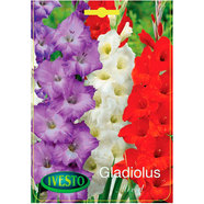 ЛУКОВИЦИ ГЛАДИОЛА МИКС 7013/7022/7069 IVESTO ЛУКОВИЦИ ГЛАДИОЛА МИКС 7013/7022/7069 IVESTO
