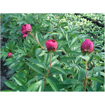 БОЖУР В КОНТЕЙНЕР 2Л БОЖУР В КОНТЕЙНЕР 2Л