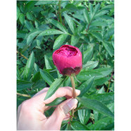 БОЖУР В КОНТЕЙНЕР 2Л БОЖУР В КОНТЕЙНЕР 2Л