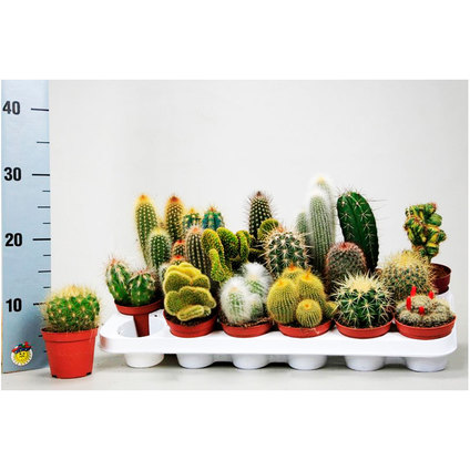 КАКТУС МИКС ЕКСТРА Ф8.5 КАКТУС МИКС ЕКСТРА Ф8.5