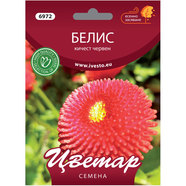 СЕМЕНА БЕЛИС КИЧЕСТ ЧЕРВЕН ЦВЕТАР СЕМЕНА БЕЛИС КИЧЕСТ ЧЕРВЕН ЦВЕТАР