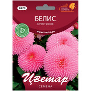 СЕМЕНА БЕЛИС КИЧЕСТ РОЗОВ ЦВЕТАР СЕМЕНА БЕЛИС КИЧЕСТ РОЗОВ ЦВЕТАР