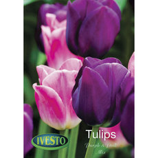 BULBS TULIP MIX PURPLE AND PINK IVESTO BULBS TULIP MIX PURPLE AND PINK IVESTO