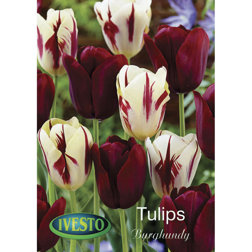 ЛУКОВИЦИ ЛАЛЕ 11/12 3БР.МIX BURGUNDY ЛУКОВИЦИ ЛАЛЕ 11/12 3БР.МIX BURGUNDY