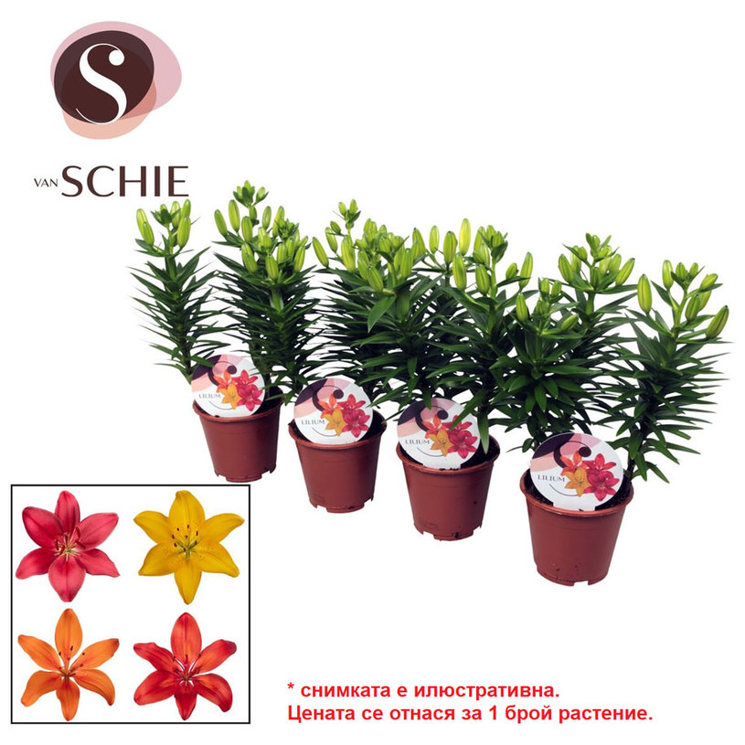 АЗИАТСКИ ЛИЛИУМ MIX Ф13СМ H:35CM АЗИАТСКИ ЛИЛИУМ MIX Ф13СМ H:35CM
