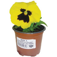 ТЕМЕНУЖКА МИКС Ф9CM ТЕМЕНУЖКА МИКС Ф9CM