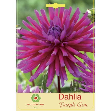 ЛУКОВИЦИ ДАЛИЯ PURPLE GEM ЛУКОВИЦИ ДАЛИЯ PURPLE GEM
