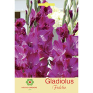 ЛУКОВИЦИ ГЛАДИОЛА FIDELIO IVESTO ЛУКОВИЦИ ГЛАДИОЛА FIDELIO IVESTO