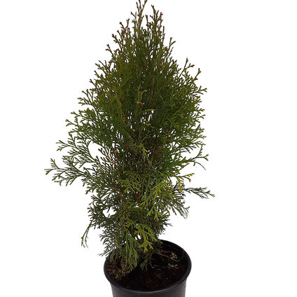 ХАМАЦИПАРИС ИВОН Ф15CM H:35CM ХАМАЦИПАРИС ИВОН Ф15CM H:35CM