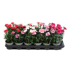 КАРАМФИЛ МИКС Ф10.5СМ H:15CM КАРАМФИЛ МИКС Ф10.5СМ H:15CM