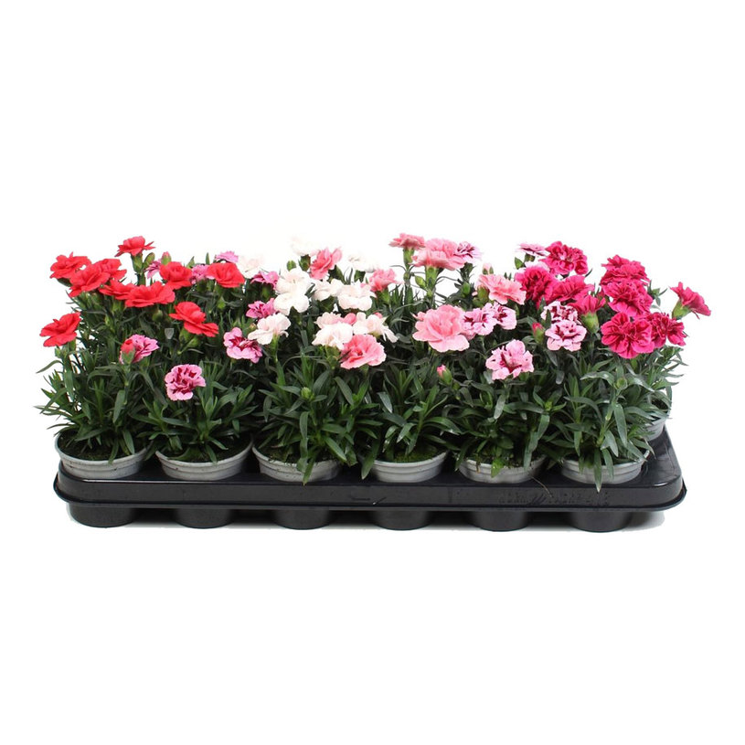 КАРАМФИЛ МИКС Ф10.5СМ H:15CM КАРАМФИЛ МИКС Ф10.5СМ H:15CM