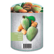 БАДЕМ EKZOTIKA БАДЕМ EKZOTIKA