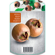 МУШМУЛА EKZOTIKA МУШМУЛА EKZOTIKA