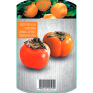 РАЙСКА ЯБЪЛКА EKZOTIKA РАЙСКА ЯБЪЛКА EKZOTIKA