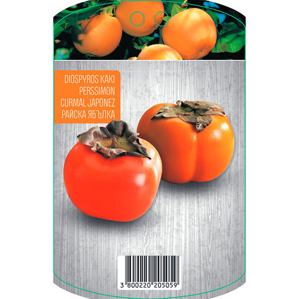 РАЙСКА ЯБЪЛКА РАЙСКА ЯБЪЛКА