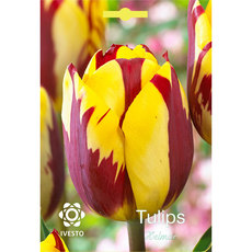 BULBS TULIP HELMAR IVESTO BULBS TULIP HELMAR IVESTO