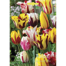 BULBS TULIP REMBRANDT MIX IVESTO BULBS TULIP REMBRANDT MIX IVESTO
