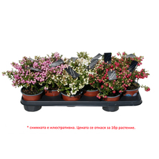 ПЕРНЕТИЯ Ф10.5СМ H:15CM ПЕРНЕТИЯ Ф10.5СМ H:15CM