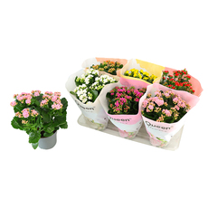 КАЛАНХОЕ Ф14CM H:26CM КАЛАНХОЕ Ф14CM H:26CM