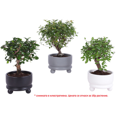 БОНСАЙ Ф11CM H:25CM БОНСАЙ Ф11CM H:25CM