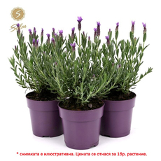 ЛАВАНДУЛА Ф12CM H:20CM ЛАВАНДУЛА Ф12CM H:20CM