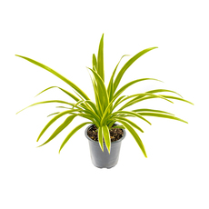 РАЗСАД ХЛОРОФИТУМ Ф8х8cm РАЗСАД ХЛОРОФИТУМ Ф8х8cm
