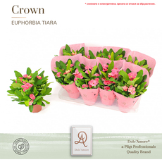 ЕУФОРБИЯ MILII CHARLOTE Ф14CM H:24CM ЕУФОРБИЯ MILII CHARLOTE Ф14CM H:24CM