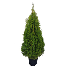 ТУЯ СМАРАГД 100/120CM 5Л. ТУЯ СМАРАГД 100/120CM 5Л.