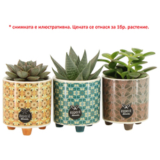 СУКУЛЕНТ В КЕРАМИЧНА КАШПА СУКУЛЕНТ В КЕРАМИЧНА КАШПА