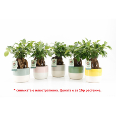 ФИКУС MICROCARPA RETUSA Ф13CM H:35CM ФИКУС MICROCARPA RETUSA Ф13CM H:35CM