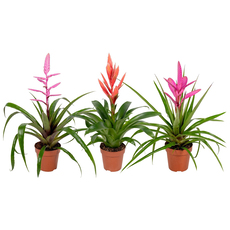 ТИЛАНДСИЯ ФАЛЕНОПСИС ТИЛАНДСИЯ ФАЛЕНОПСИС