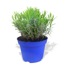 ЛАВАНДУЛА Ф10.5CM ЛАВАНДУЛА Ф10.5CM