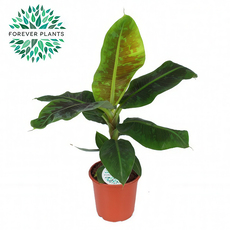 БАНАН ORIENTAL DWARF Ф21СМ H:75CM БАНАН ORIENTAL DWARF Ф21СМ H:75CM