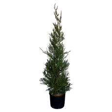 КУПРЕСОКИПАРИС ЛЕЙЛАНДИ 140-160CM 7L КУПРЕСОКИПАРИС ЛЕЙЛАНДИ 140-160CM 7L