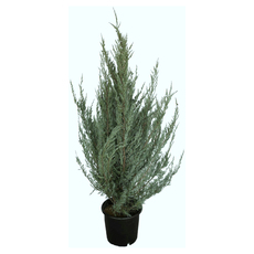 ЮНИПЕРУС MOONGLOW 200CM 25Л. ЮНИПЕРУС MOONGLOW 200CM 25Л.